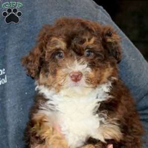 Kayla, Mini Bernedoodle Puppy