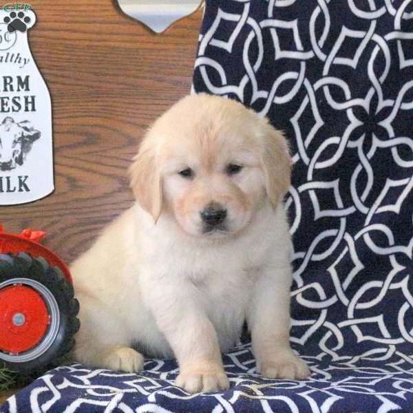 Keith, Golden Retriever Puppy