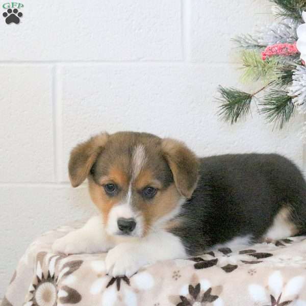 Keith, Pembroke Welsh Corgi Puppy