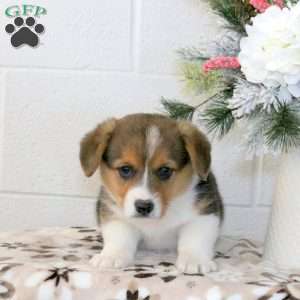 Keith, Pembroke Welsh Corgi Puppy