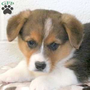 Keith, Pembroke Welsh Corgi Puppy