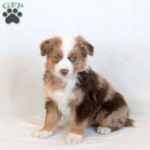 Kelce, Australian Shepherd Puppy