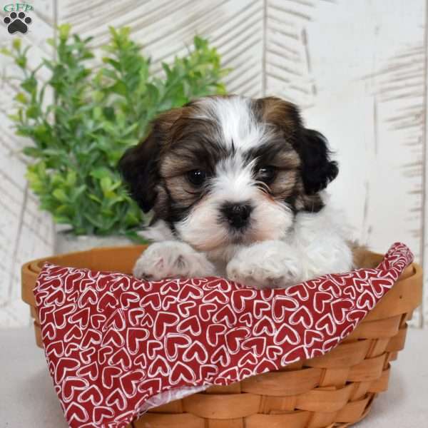 Kellogg, Teddy Bear Puppy