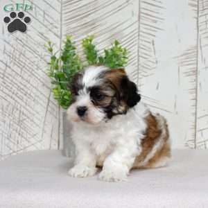 Kellogg, Teddy Bear Puppy