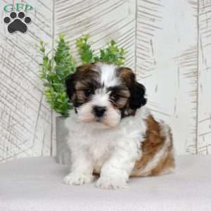 Kellogg, Teddy Bear Puppy