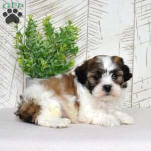 Kellogg, Teddy Bear Puppy