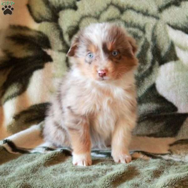 Kelly, Australian Shepherd Puppy