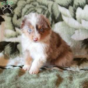Kelly, Australian Shepherd Puppy