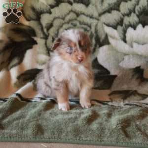Kelly, Australian Shepherd Puppy