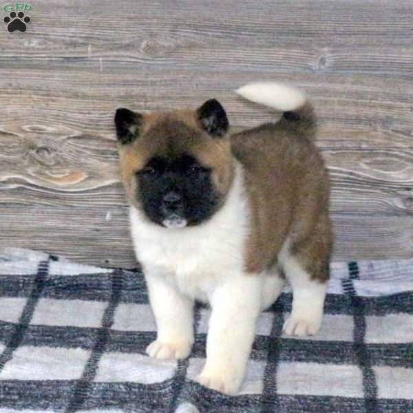 Kendall, Akita Puppy