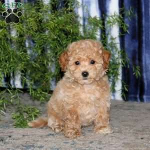 Kendall, Bich-Poo Puppy