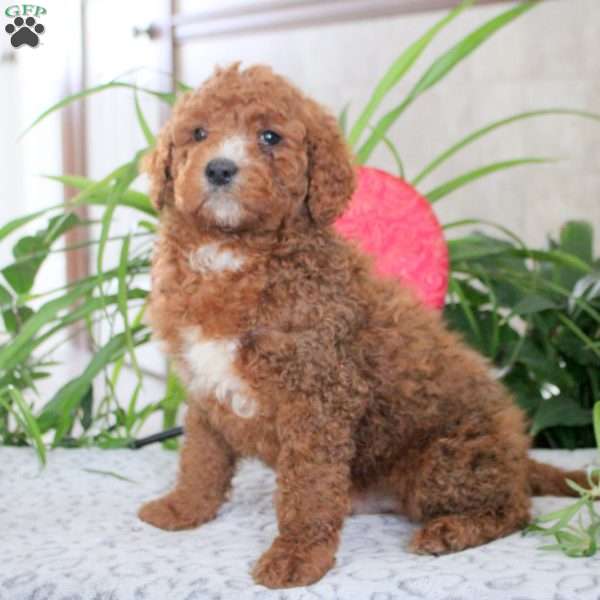 Kenton, Mini Goldendoodle Puppy