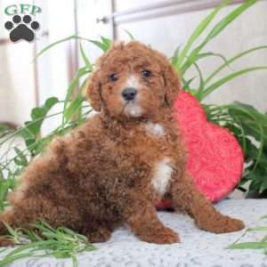 Kenton, Mini Goldendoodle Puppy