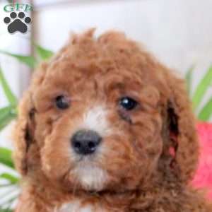 Kenton, Mini Goldendoodle Puppy
