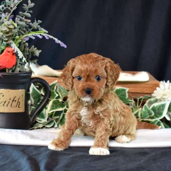 Kenzie, Cavapoo Puppy