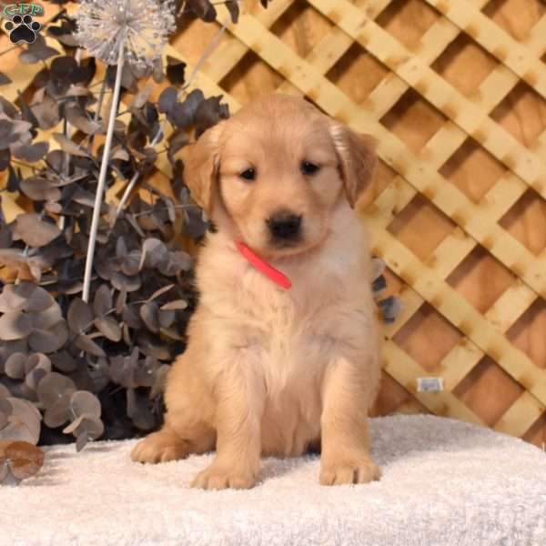 Kenzie, Golden Retriever Puppy