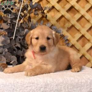 Kenzie, Golden Retriever Puppy