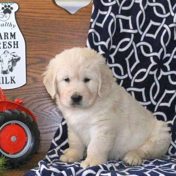 Kevin, Golden Retriever Puppy