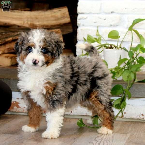 Kia, Mini Bernedoodle Puppy