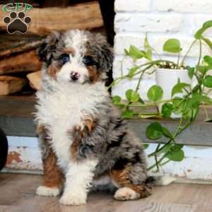 Kia, Mini Bernedoodle Puppy
