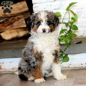 Kia, Mini Bernedoodle Puppy