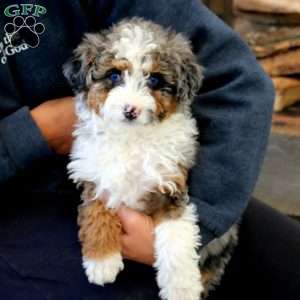 Kia, Mini Bernedoodle Puppy