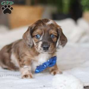 Keilbasa, Dachshund Puppy