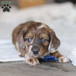 Keilbasa, Dachshund Puppy