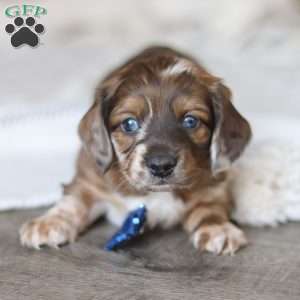 Keilbasa, Dachshund Puppy