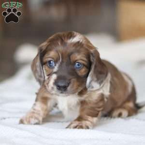 Keilbasa, Dachshund Puppy