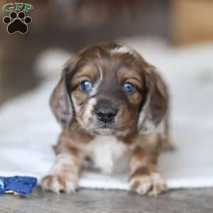 Keilbasa, Dachshund Puppy