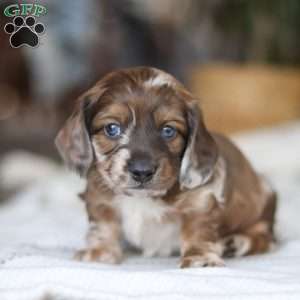 Keilbasa, Dachshund Puppy
