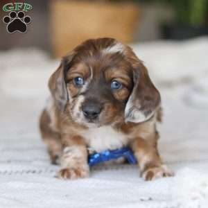 Keilbasa, Dachshund Puppy