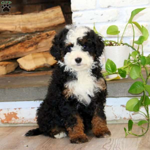 Kierra, Mini Bernedoodle Puppy