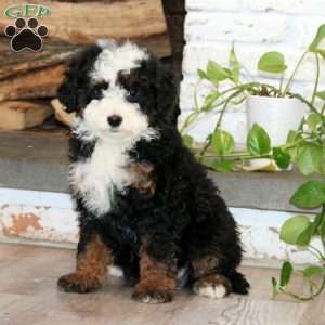 Kierra, Mini Bernedoodle Puppy