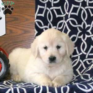 Kiersten, Golden Retriever Puppy