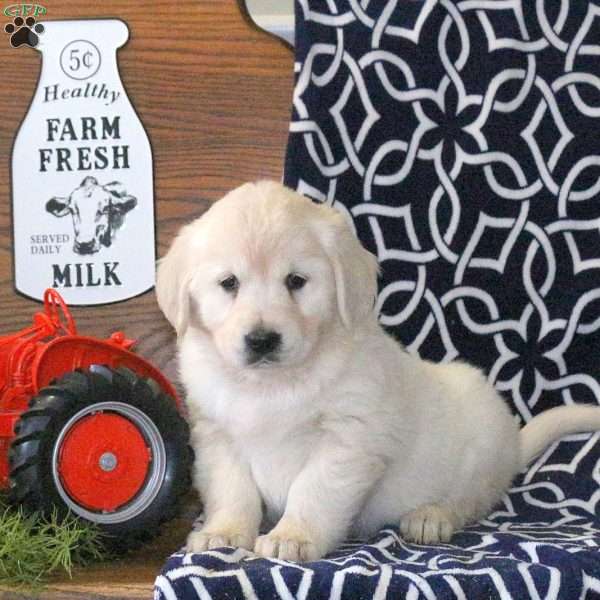 Kiersten, Golden Retriever Puppy