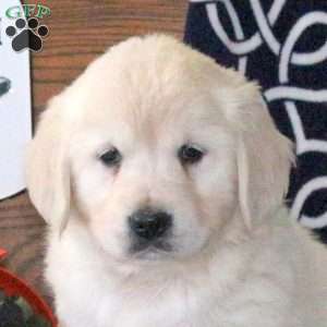 Kiersten, Golden Retriever Puppy