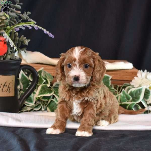 Kiley, Cavapoo Puppy