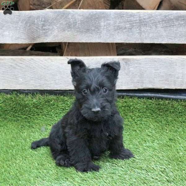 Kimchi, Scottish Terrier Puppy