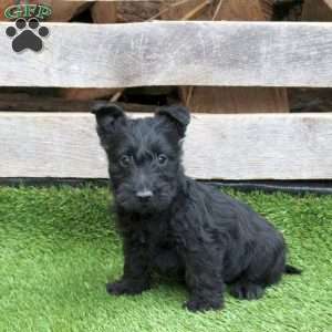 Kimchi, Scottish Terrier Puppy