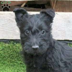 Kimchi, Scottish Terrier Puppy