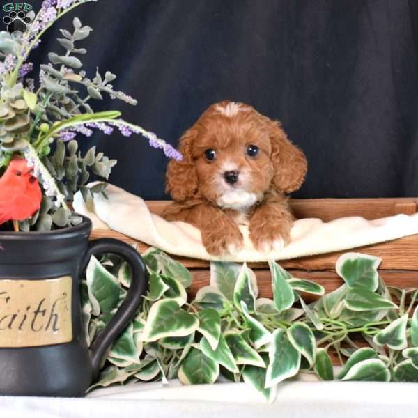Kimmy, Cavapoo Puppy