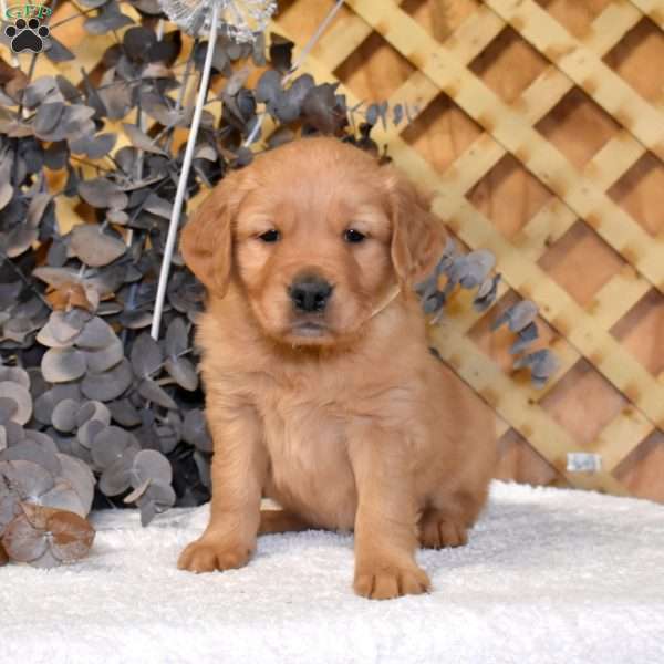 King, Golden Retriever Puppy