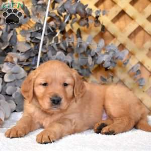 King, Golden Retriever Puppy