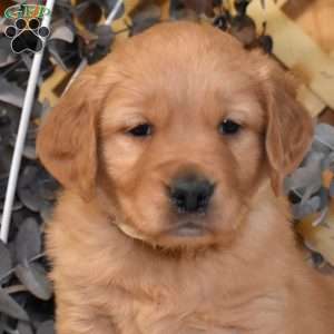 King, Golden Retriever Puppy