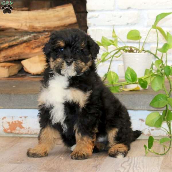King, Mini Bernedoodle Puppy