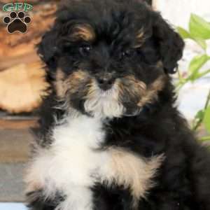 King, Mini Bernedoodle Puppy