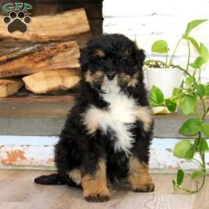 King, Mini Bernedoodle Puppy
