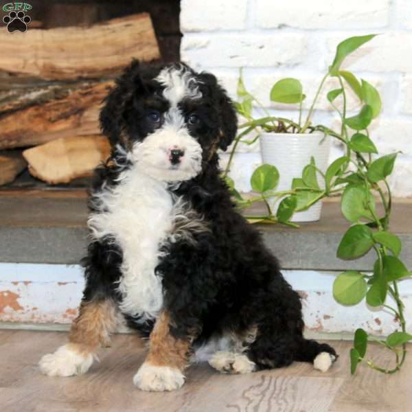 Kip, Mini Bernedoodle Puppy